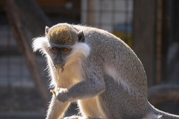 Closeup shot of green monkeys