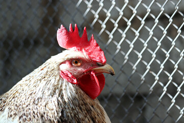 Rooster in the chicken coop. Portrait of white gray cockerel on wire mesh background