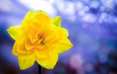 Obraz premium yellow daffodil on blue background