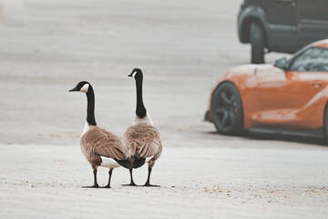 Pair of Canadian goose in the parking lot. Curious geese among the cars