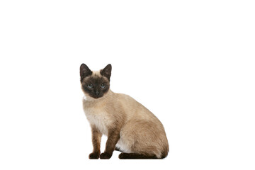 Full-length portrait of charming Thai cat with blue eyes posing isolated on white studio background. Concept of domestic animal life, pets, action