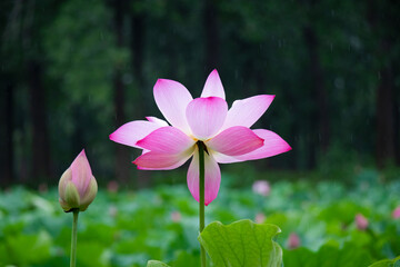 Open and closed blooms of a Lotus (Nelumbo nucifera) flower - obrazy, fototapety, plakaty