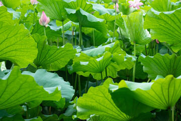 Scenic view of lotus flower leaves in a forest