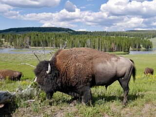 Close up of male bison in Hayden Valley. Yellowstone National Park, Wyoming, USA. © Maleo Photography