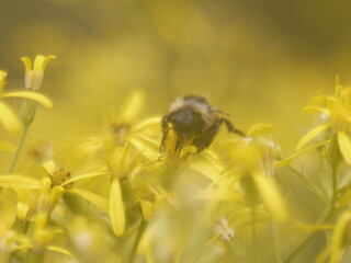 Blumen Pflanzen Wald