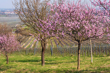 Fototapeta premium View of flowering almond trees along a path in the Palatinate/Germany 
