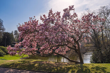 Blooming magnolia tree in the spa park of Wiesbaden/Germany against the light 