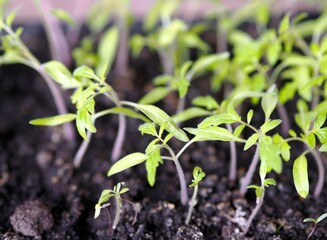 Vegetable garden on the window. Early seedlings of tomatoes in boxes, grown from seeds at home on a windowsill. Spring agricultural preparatory work is the key to a future harvest in the fall.