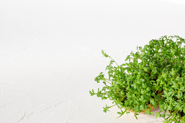 Micro greens in an eggshell.