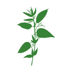 Nettle wild field flower isolated on white background botanical hand drawn sketch vector doodle colorful illustration Urtica dioica, decorative silhouette for design package tea, cosmetic, medicine