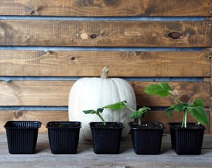 Agriculture.Early pumpkin seedlings grown from seeds at home on a windowsill, in ascending order, against the background of a large pumpkin fruit.