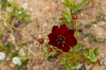 Selective focus in red flower