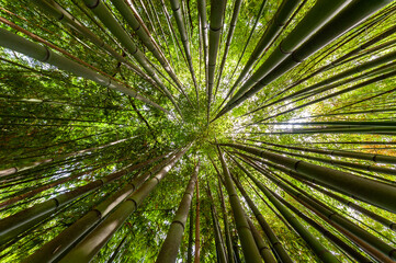Obraz na płótnie Canvas View up in a dense bamboo garden in Italy