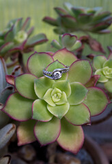 Shallow focus shot of an aeonium plant with a silver ring © Brittany1/Wirestock Creators