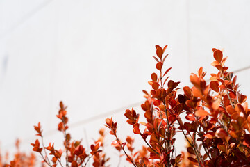 白背景に咲く東南アジアの赤い花