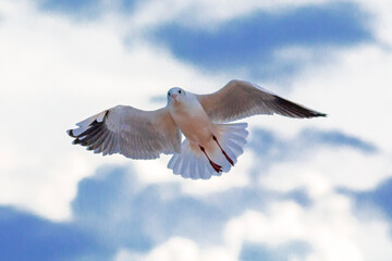 seagull in flight