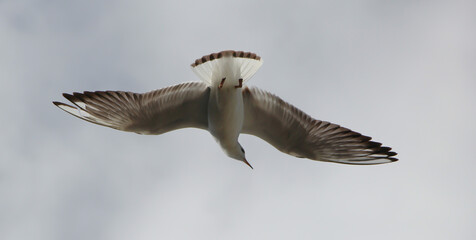 A flying gull in the stormy sky