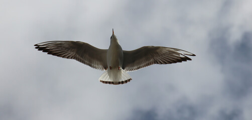Obraz premium Seagull flying diagonally through vivid blue sky and clouds
