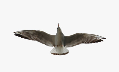  seagull in flight isolated on white