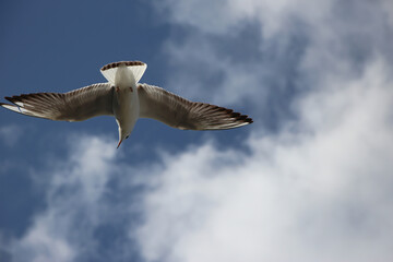 Extreme close-up of a flying gull on sky, banner with copy space for text