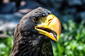 A big eagle with yellow beak on the background of green grass.