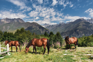Fototapeta na wymiar Wild horses with the mountains range with clouds and storm clouds at the background. Caucasus Mountains, Svaneti region of Georgia.