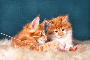 Red and white maine coon kittens playing with a toy on grey background.