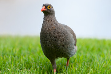 Red-billed Francolin on lawn in Namibia
