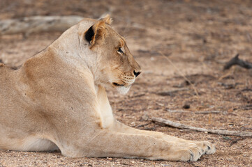Lioness relaxing in the shade