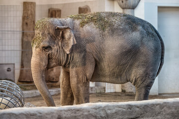Fototapeta premium A big elephant eating grass from big grass balls.