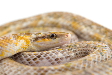 Beauty rat Snake calico isolated on black background