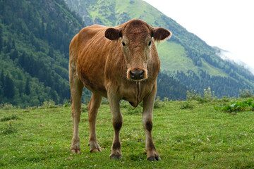 brown calf graze in mountains, natural background. summer landscape with green meadow, trees, big mountains and cow. Caucasus mountains, Karachay-Cherkess Republic. Arkhyz