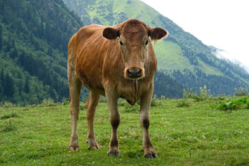 Naklejka premium brown calf graze in mountains, natural background. summer landscape with green meadow, trees, big mountains and cow. Caucasus mountains, Karachay-Cherkess Republic. Arkhyz