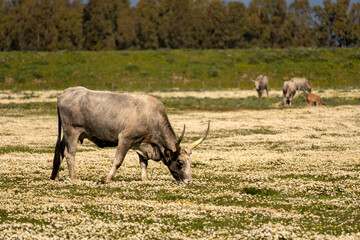 Italy Tuscany natural park of the Maremma, called the Uccellina Alberese park, Maremma cows grazing with cubs