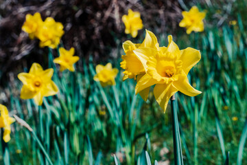 Fototapeta premium Yellow daffodils in the spring 