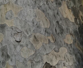 bark of a tree