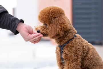 Hand feed a beautiful little brown poodle dog food. Miniature poodle pet puppy close-up portrait.