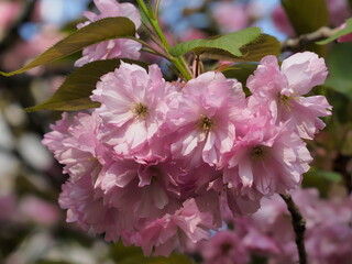 pink cherry blossom
