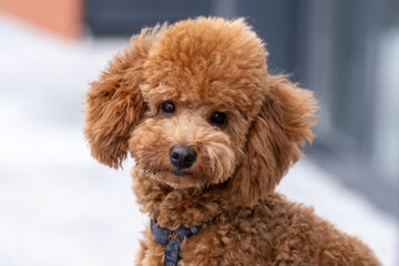Beautiful little brown poodle dog in a harness. Miniature poodle pet puppy close-up portrait.