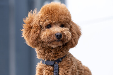 Beautiful little brown poodle dog in a harness. Miniature poodle pet puppy close-up portrait.