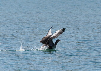 great crested grebe in flight take off from the lake