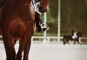 A bay horse with a rider in the saddle participates in equestrian dressage competitions on a summer day. Horse riding.