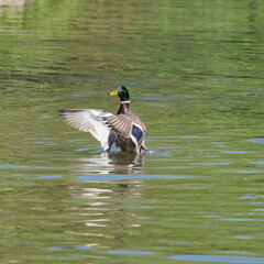 duck on the water with wings deployed after landing