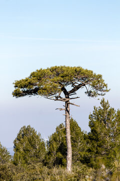 Beautiful view of a landscape with trees and greenery in Siuranna Major, Margalef, Spain