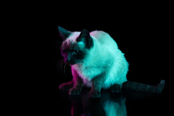 Full-length portrait of beautiful Thai cat with blue eyes posing isolated on dark background in neon light. Concept of domestic animal life, pets, action