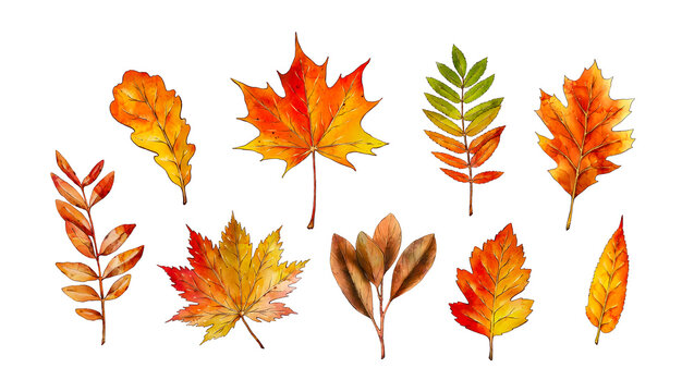 Watercolor collection of autumn leaves isolated on white background. Rowan, maple, oak leaf. Hand painted botanical illustration. Autumn natural elements  for stickers, invitations, cards