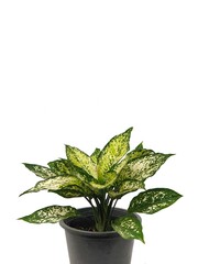Aglaonema isolated on white background with copy space. Chinese Evergreen. ARACEAE. It is commonly grown as an ornamental plant. colors and patterns on leaves. 