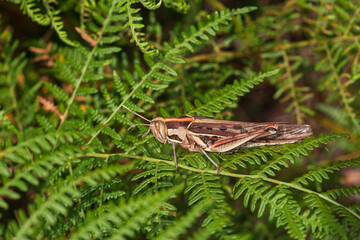 Locust sitting on green bush at Mlilwane Wildlife Sanctuary, Eswatini