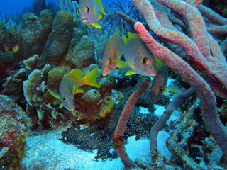 Schoolmaster Snapper in Caribbean Sea near Cozumel island, Mexico 