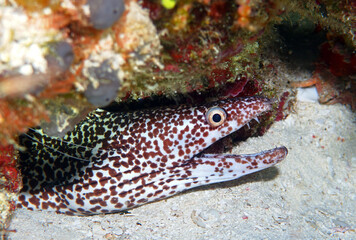 Spotted moray eel in Caribbean Sea near Cozumel Island, Mexico